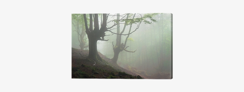 Creepy Forest With Scary Trees Canvas Print • Pixers® - Grosse Werke. Grosse Stimmen: Die Judenbuche. Annette, transparent png download