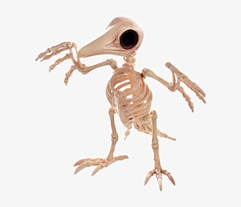 Creepy Raven - Skeleton, transparent png download