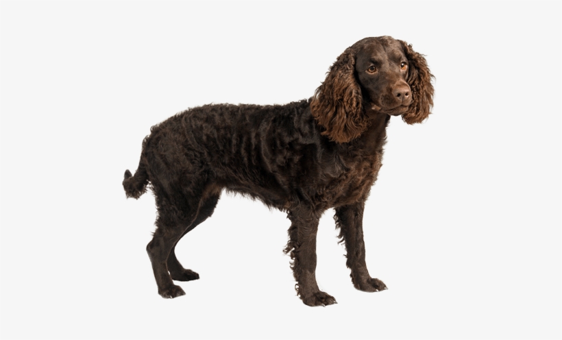 American Water Spaniel - Flush Dogs For Quail Hunting, transparent png download