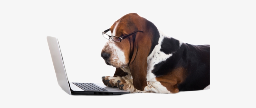 Billings All Breed Dog Boarding Kennels & Gun Dog Training - Like Facebook Dog, transparent png download