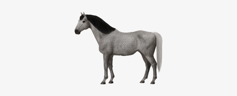 Taken On Sun Aug 26, 2018 - Horse, transparent png download