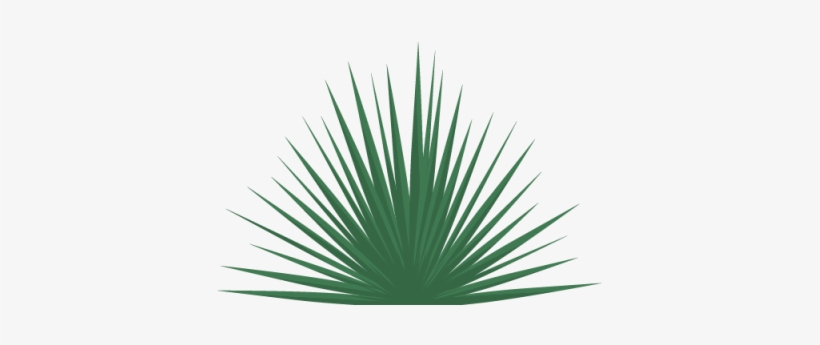 San Angelo Yucca Illustration - Yucca Reverchonii, transparent png download