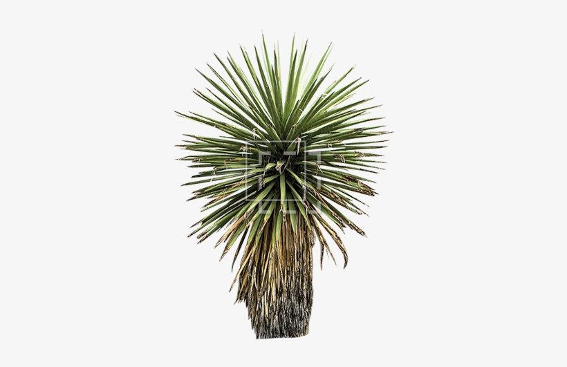 Parent Category - Tree, transparent png download