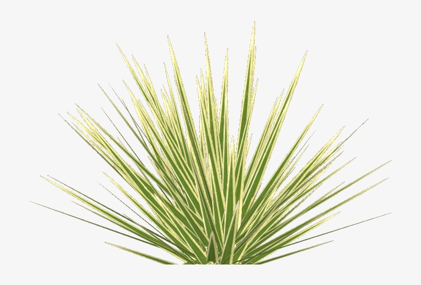 Phormium Tenax 3 - Illustration, transparent png download