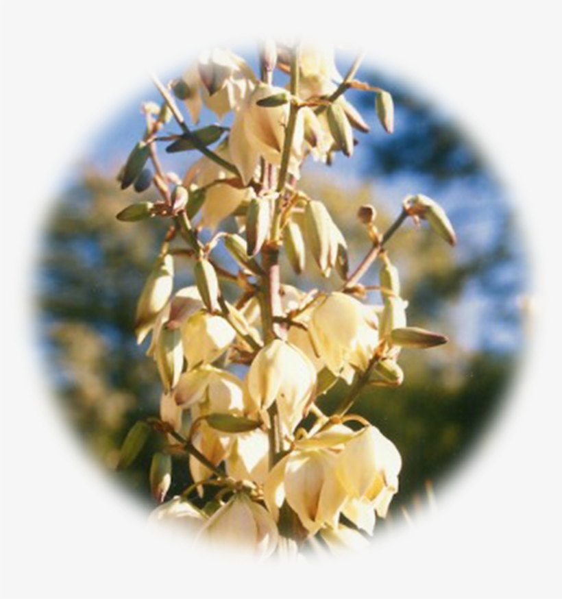 Yucca, transparent png download