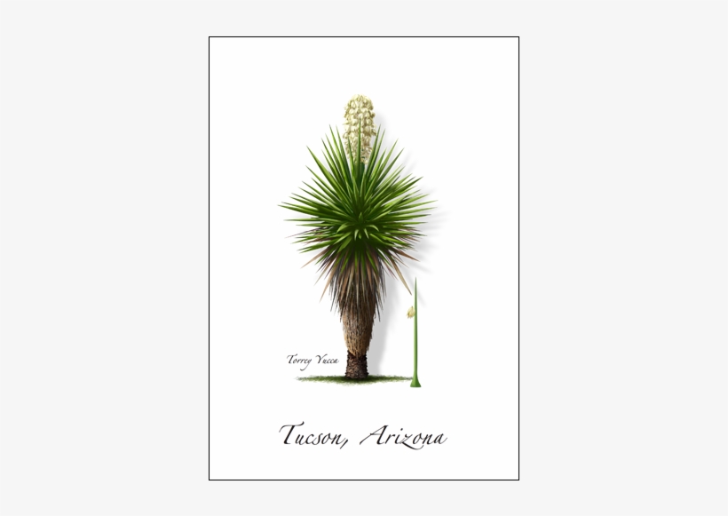 Torrey Yucca - Yucca Faxoniana, transparent png download