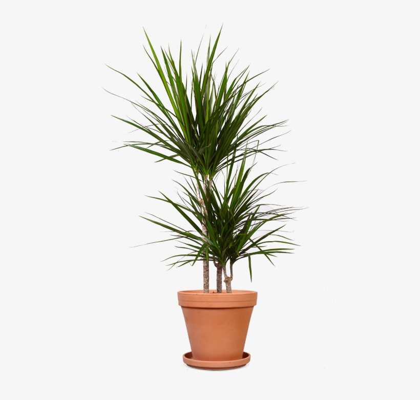 Drac Marginata 21 Terracotta - Драцены Маргината 2 Ствола, transparent png download