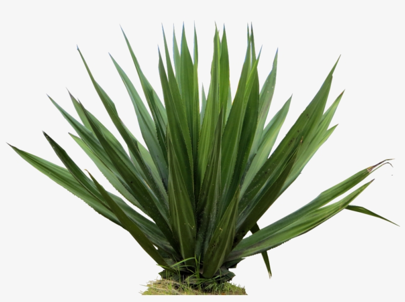 Agave Plant Png Free - Furcraea Foetida Png, transparent png download