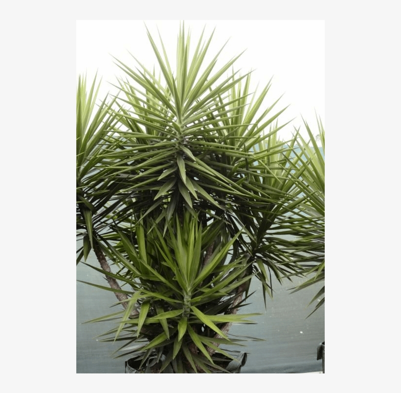 Yucca Elephantipes 300l - Agave, transparent png download