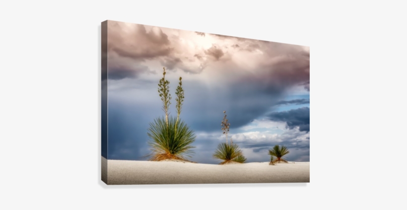 Yucca Three Canvas Print - Yucca, transparent png download