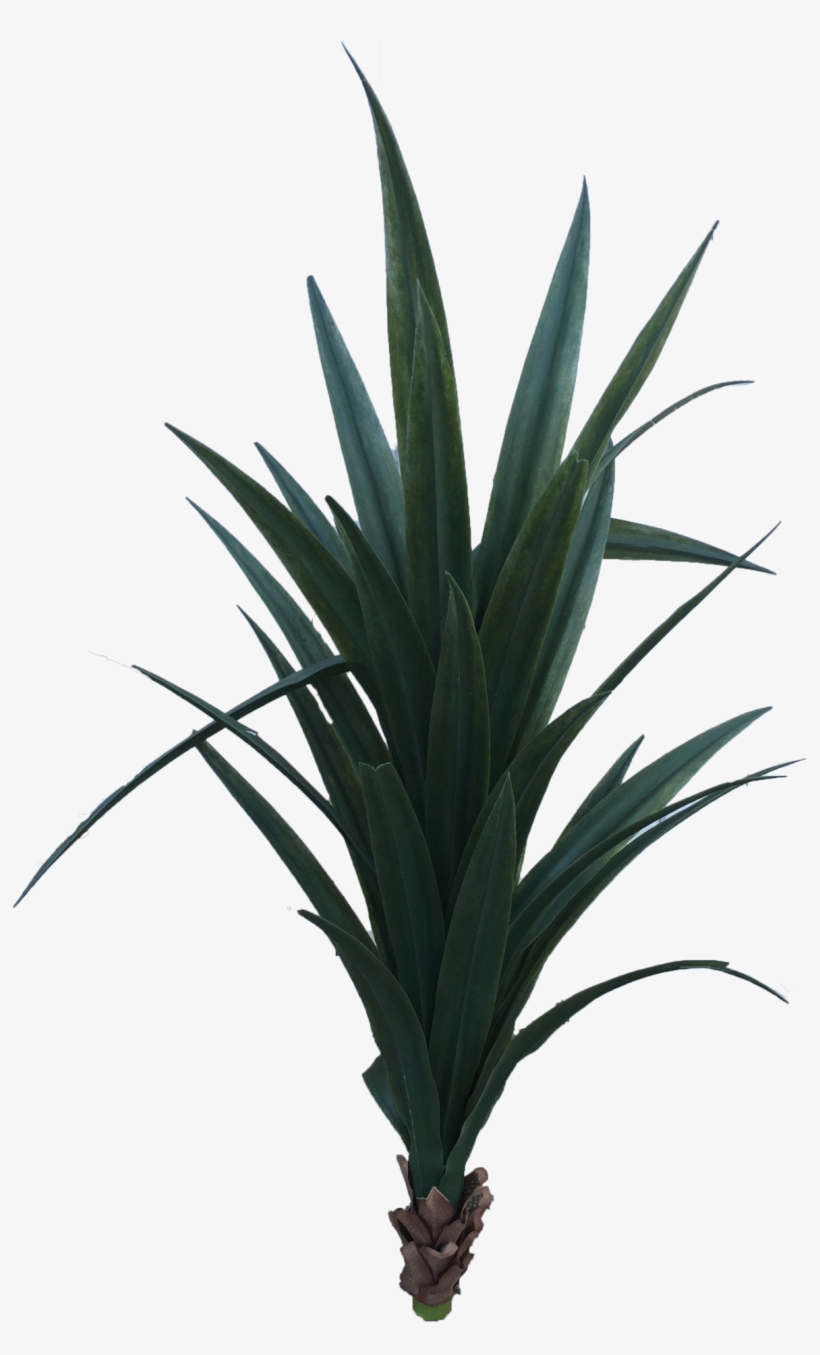 Yucca, transparent png download