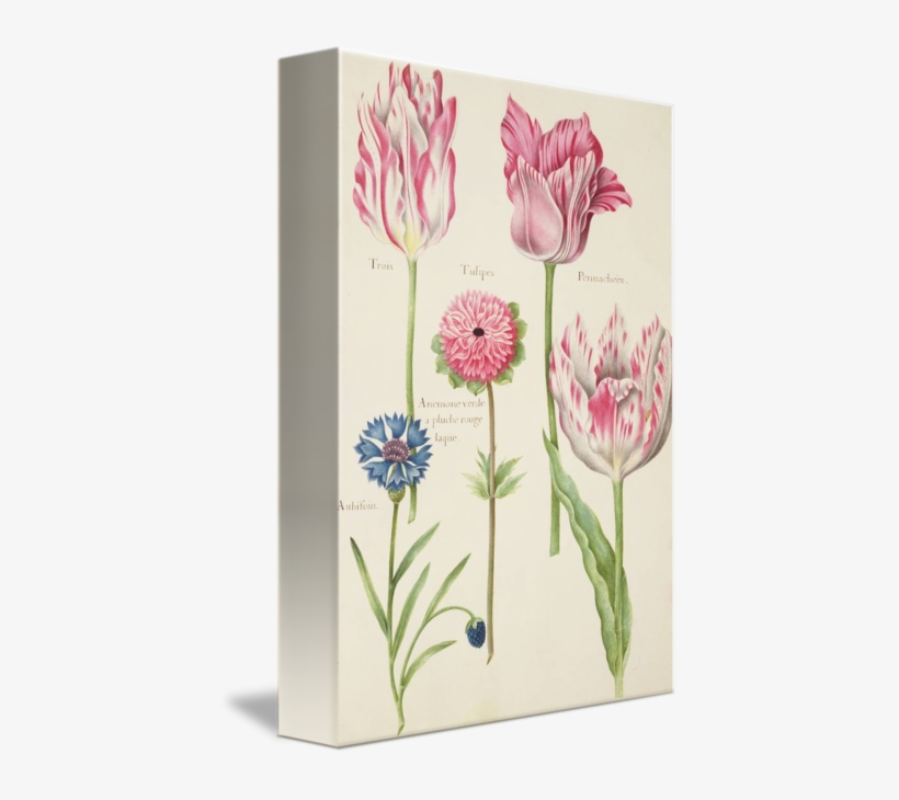 Three Broken Tulips And - Broken Tulips, transparent png download