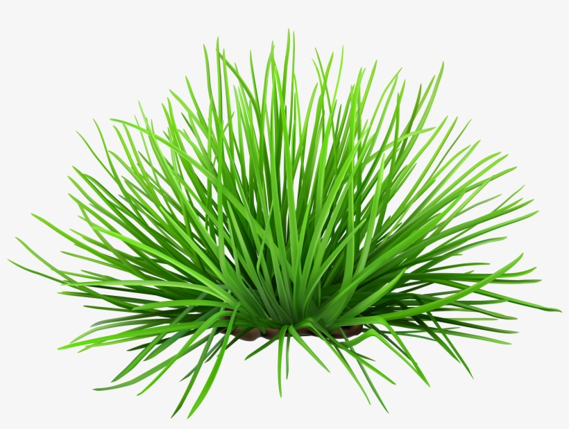 Yucca Png, transparent png download