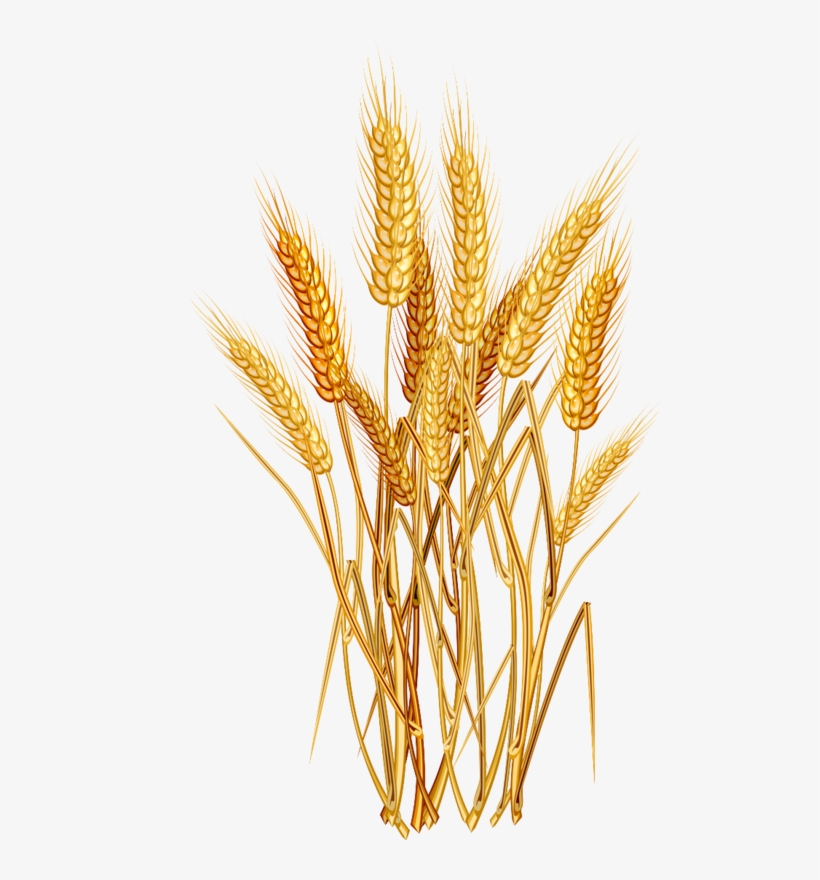 Vector Free E Ad F Png Scrap Pinterest - Wheat Png, transparent png download