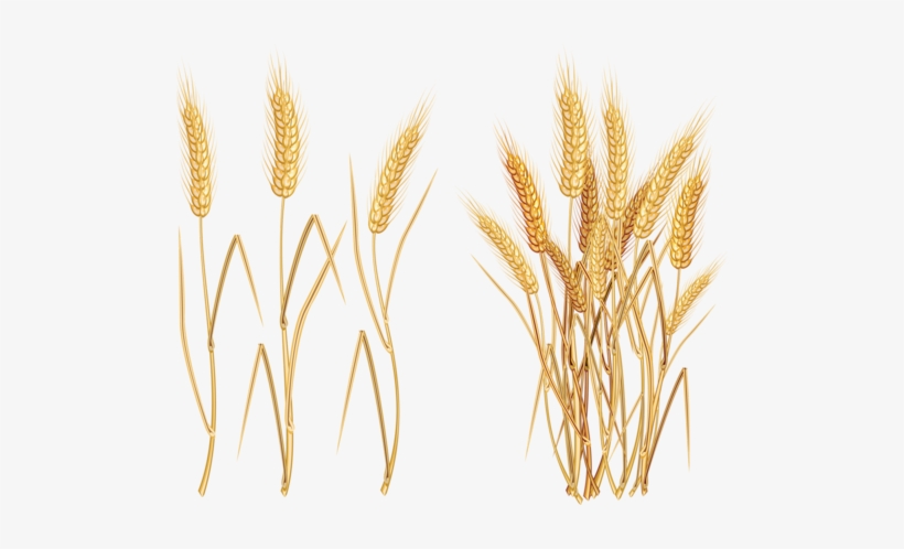 Image Library Library F Ffe Ff Png K Kyti - Wheat Vector Free, transparent png download