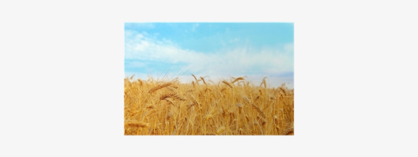 Wheat, transparent png download