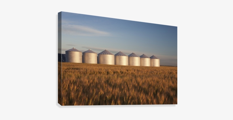 Row Of Shiny Metal Grain Bins In A Wheat Field At Sunrise - Grain Bin In Field, transparent png download