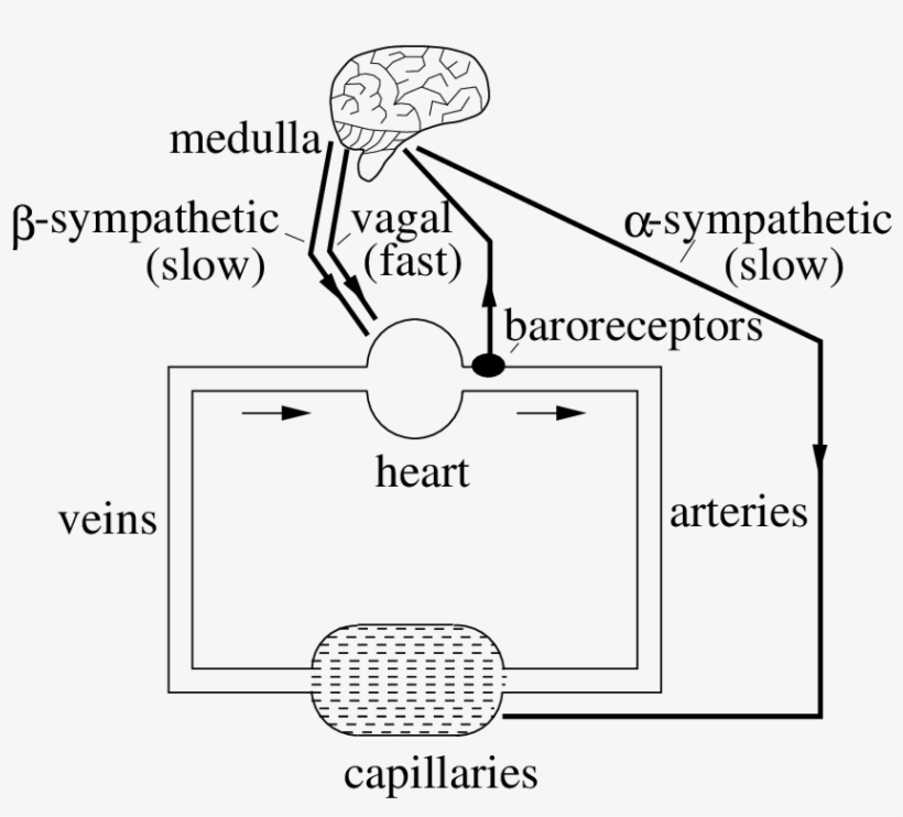 A Sketch Of The Short-term Baroreflex Cardiac Control - Baroreflex, transparent png download