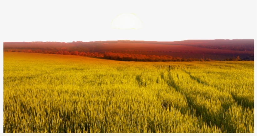 Ftestickers Landscape Field Wheat Sunrise - Prairie Landscape Png, transparent png download