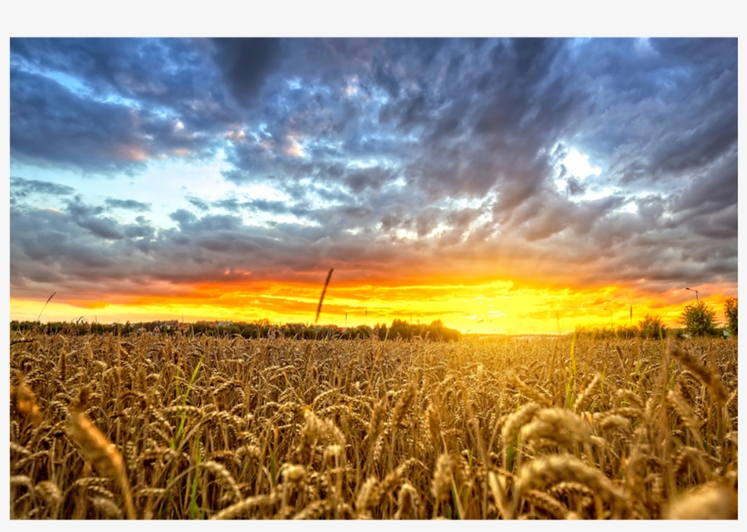 Polish Wheat Field At Sunset - Wheat, transparent png download