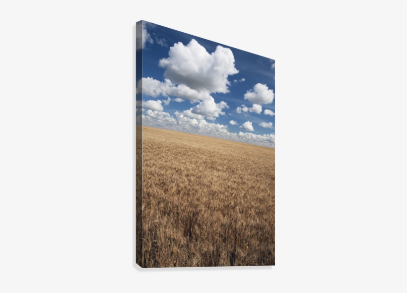 Wheat Field And Clouds In The Sky Canvas Print - Posterazzi Dpi1867165 Wheat Fi, transparent png download