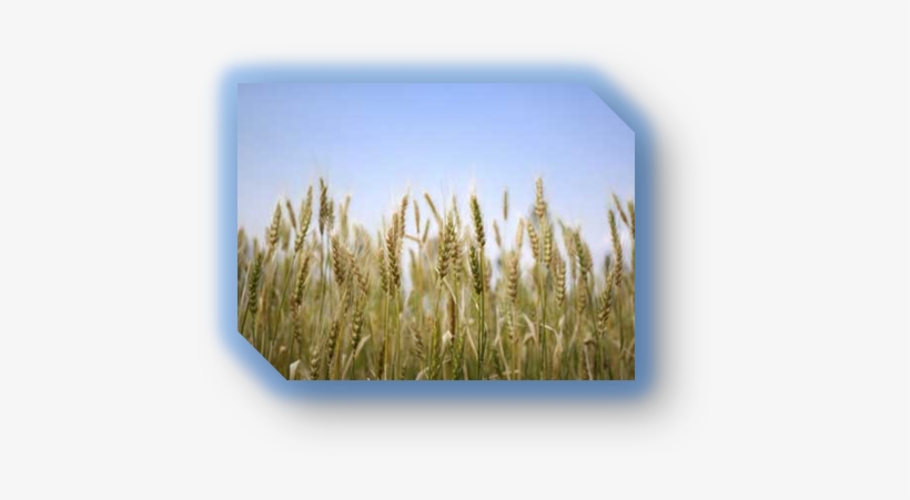 Himachal Pradesh Major Crops, transparent png download
