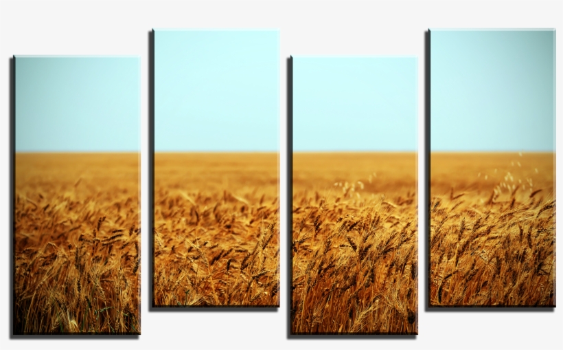 Wheat Field 4 Panel Canvas Print - Canada, transparent png download
