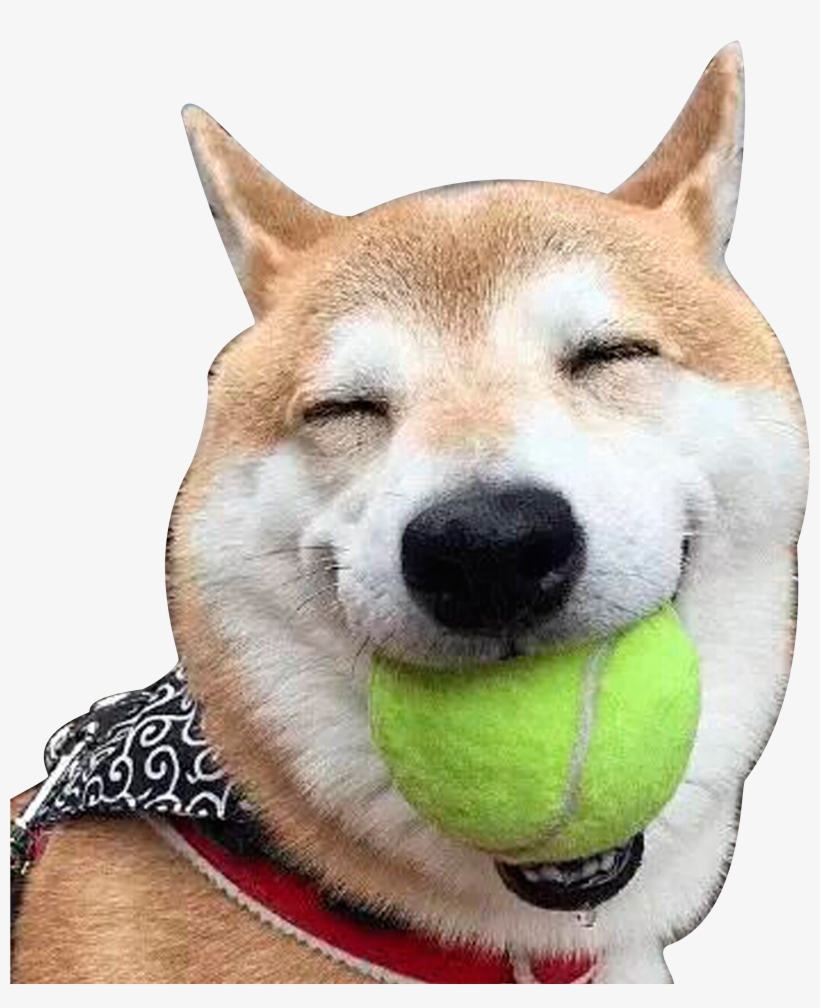 Clip Royalty Free Library Shiba Akita Laughter Doge - Transparent Dog Laughing, transparent png download