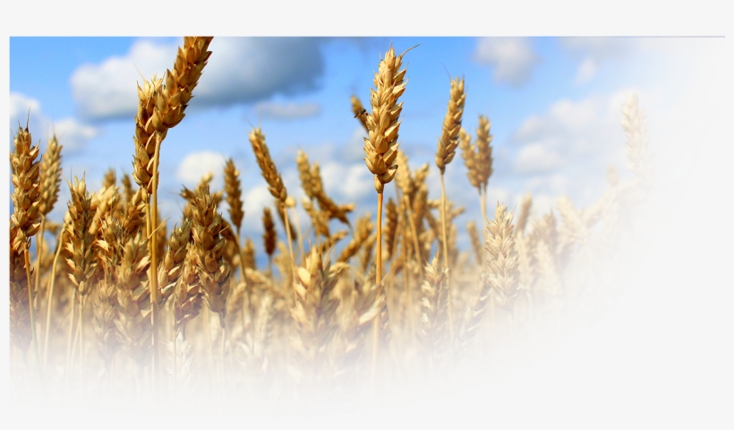 Products - Semences Fourragères, transparent png download