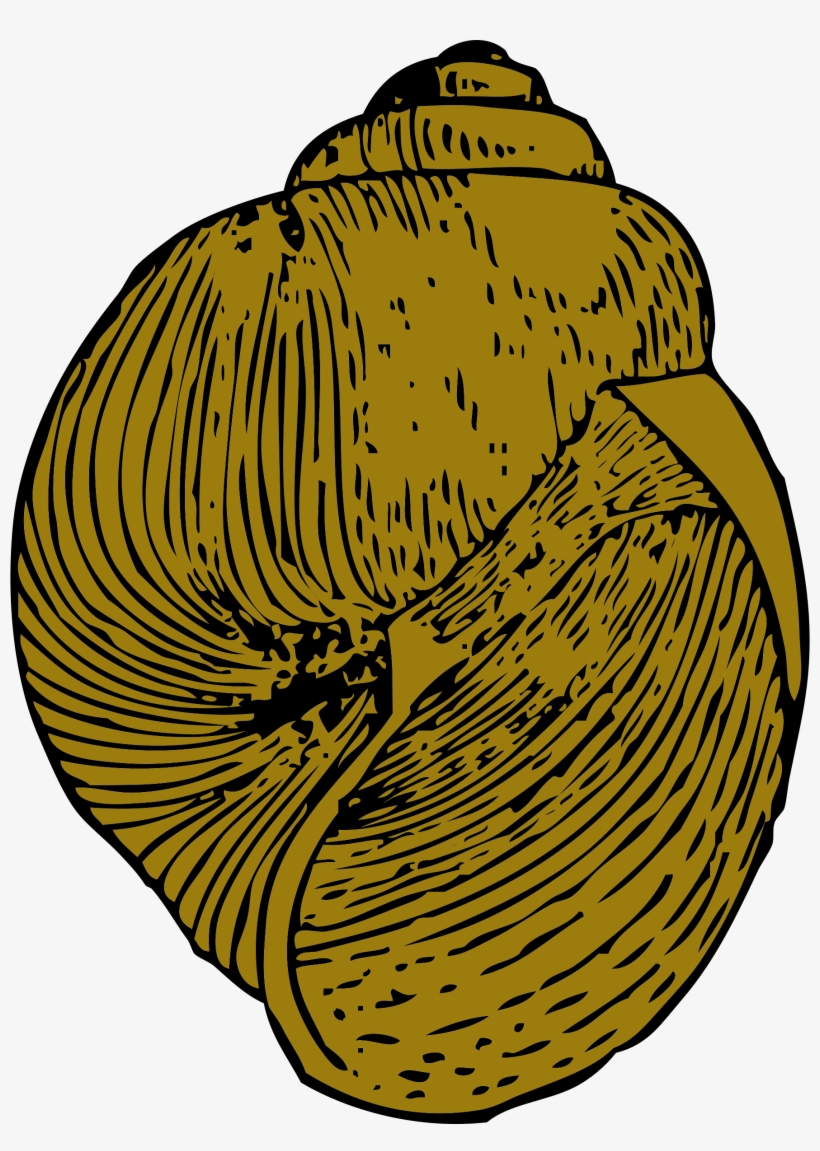 Snail Icons Png Free And Downloads - Keong Vektor, transparent png download