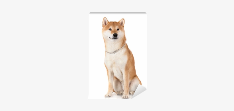 Dog, transparent png download