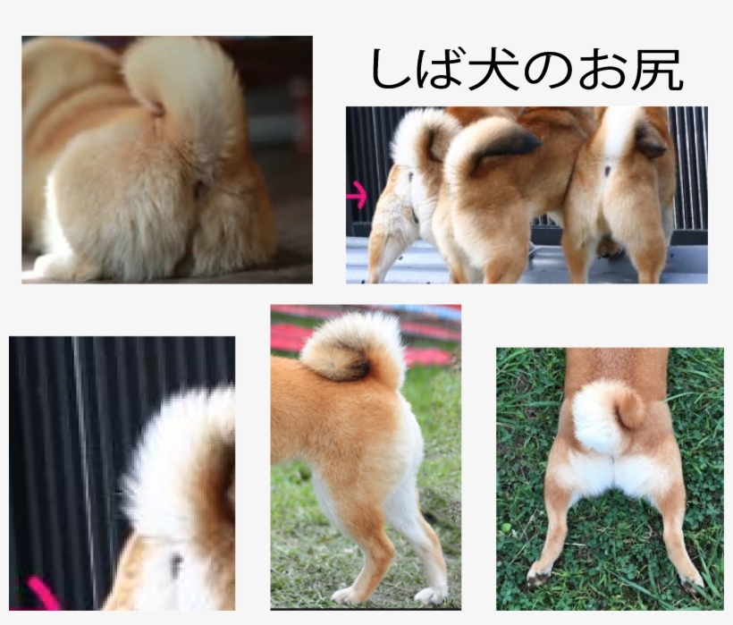 Shiba Inu - Dog, transparent png download