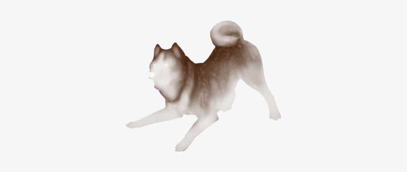 Sable - Norwegian Elkhound, transparent png download