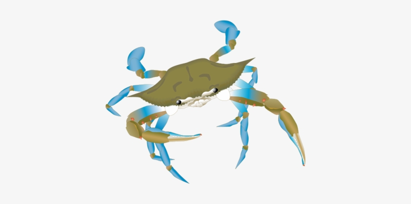 Blue Crab Drawing - Blue Crab Vector Png, transparent png download