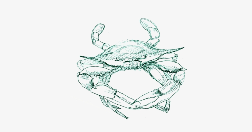 Blue Crab - Sketch Of A Crab, transparent png download