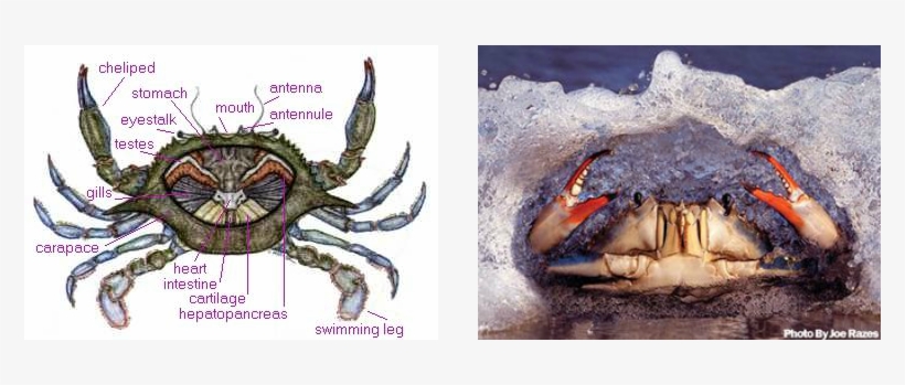 Picture - King Crab Digestive System, transparent png download