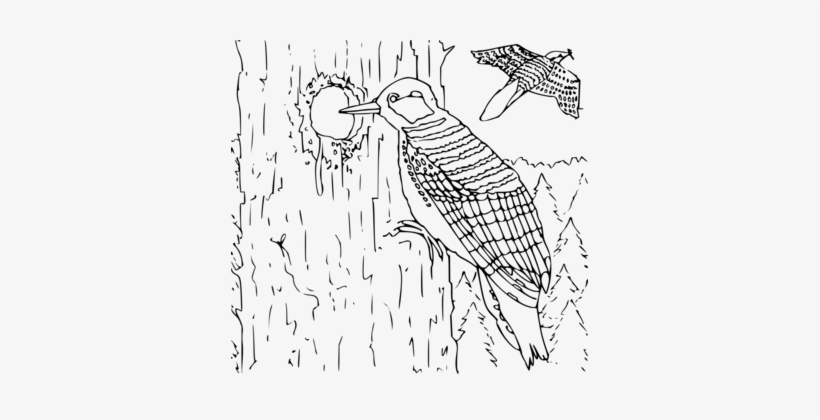 Png Freeuse Library Woodpecker Bird Download Free Commercial - Pájaro Carpintero Para Colorear, transparent png download
