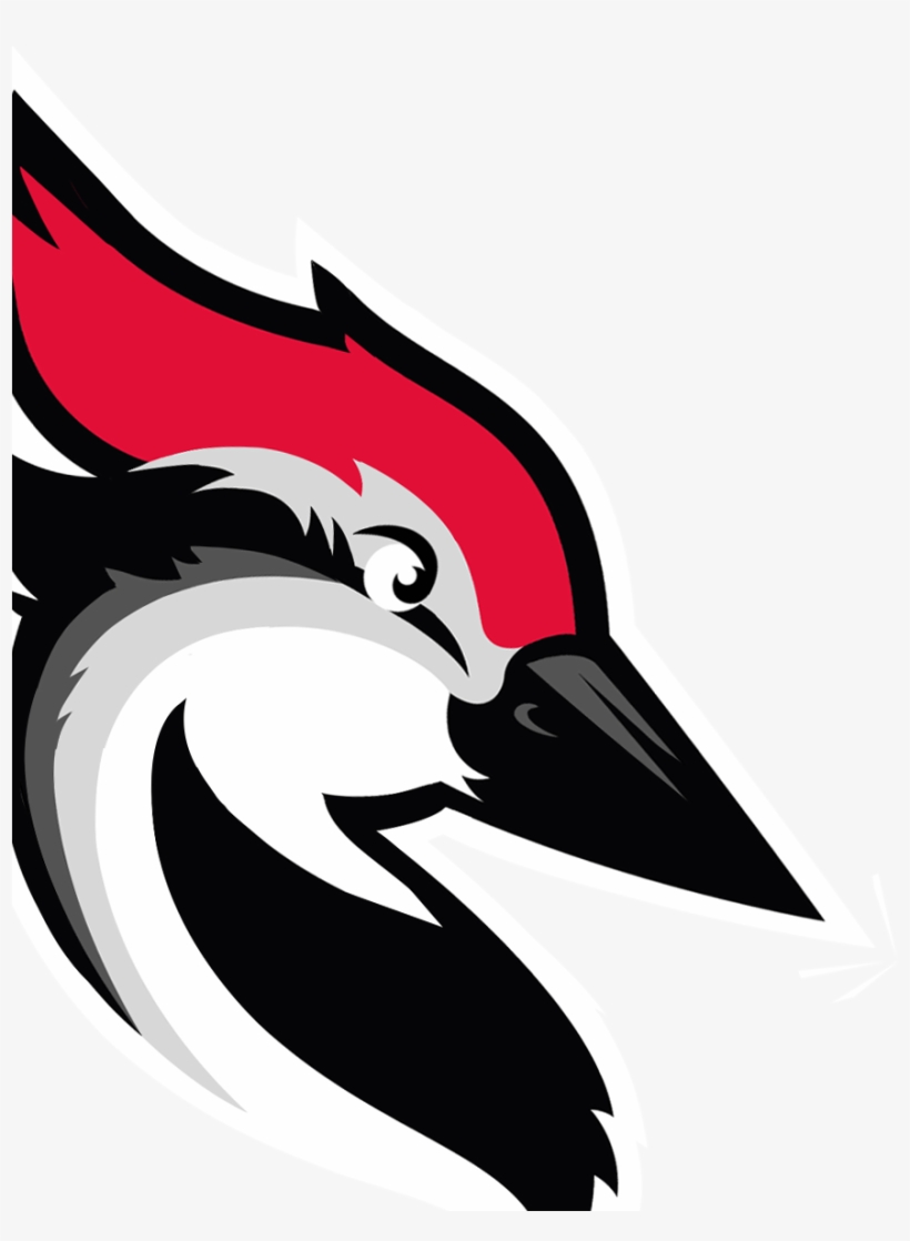 Woodpecker Iamge Woodpecker Iamge - Woodpecker Co, transparent png download