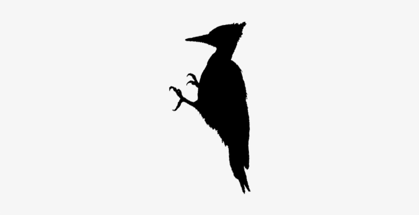 Piciformes - Woodpecker Silhouette, transparent png download