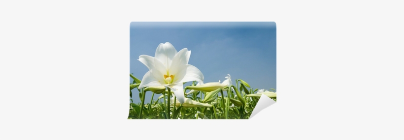 Es Un Lirio Del Campo, transparent png download
