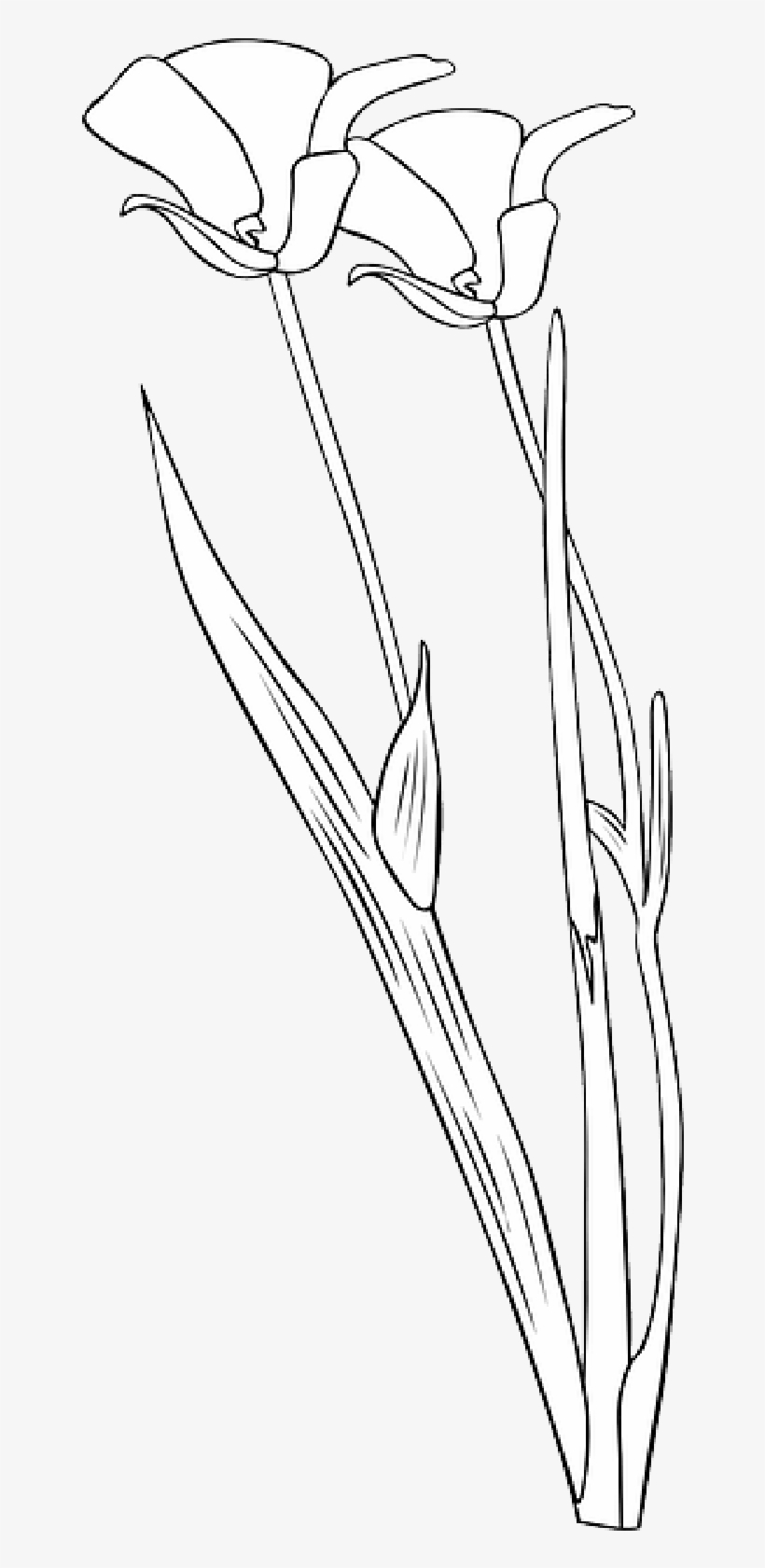 Mb Image/png - Calochortus Apiculatus, transparent png download