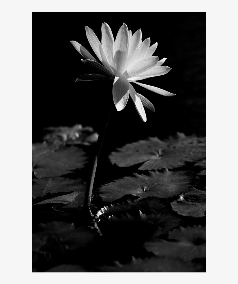 White Water-lily, transparent png download