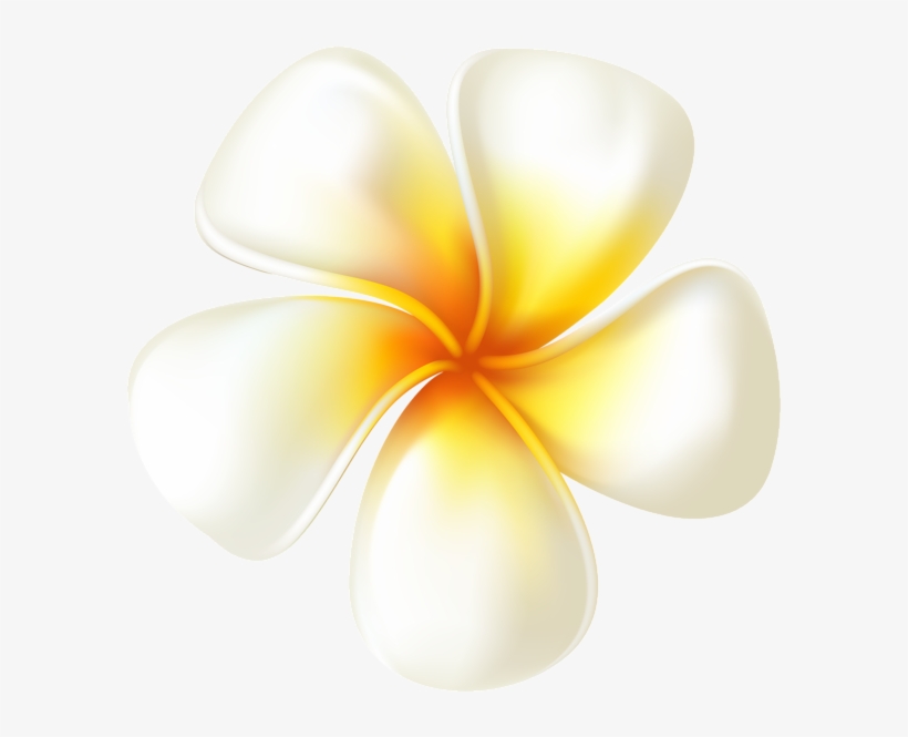 Plumeria Flower Transparent Png Clip Art Image - Ivory, transparent png download