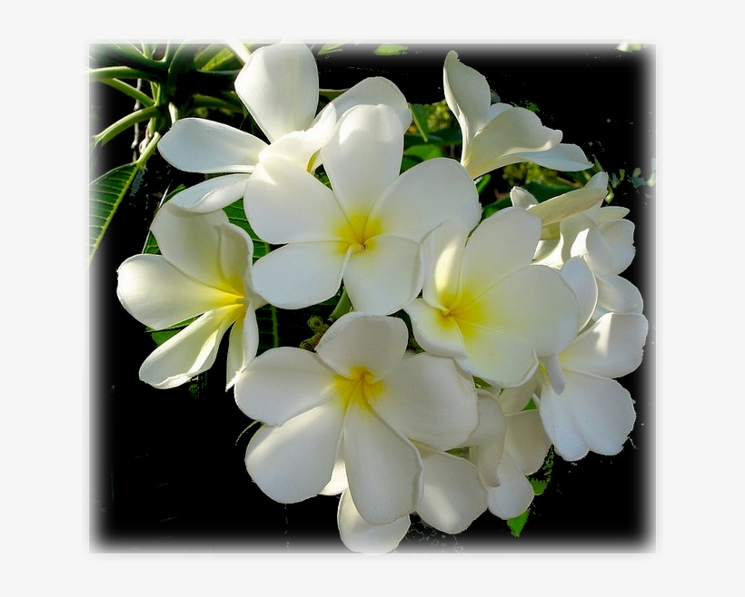 Plumeria Wipa Delight - Frangipani, transparent png download