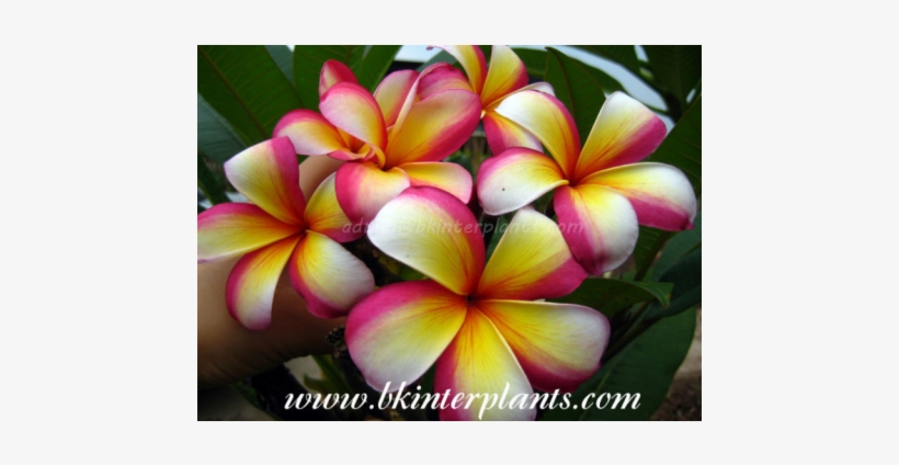 Frangipani, transparent png download