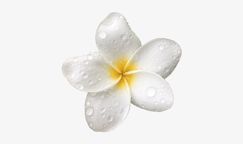 Maui - Frangipani, transparent png download