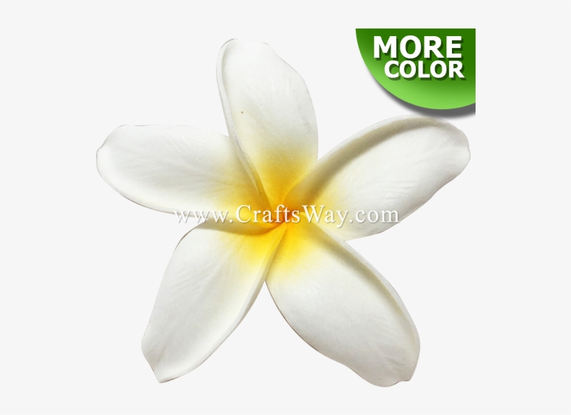 Plumeria Type Gu - Frangipani, transparent png download