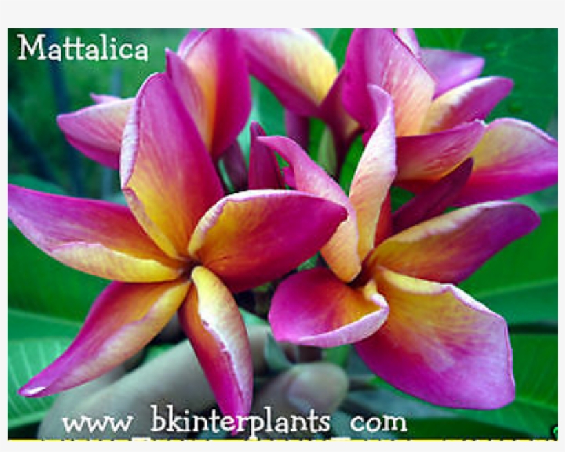 Plumeria " Mattalica " - Frangipani, transparent png download