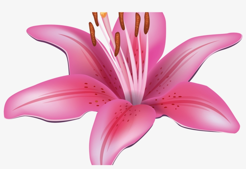 Pink Lily Flower Png Clipart Best Web Clipart - Lilies Clipart, transparent png download