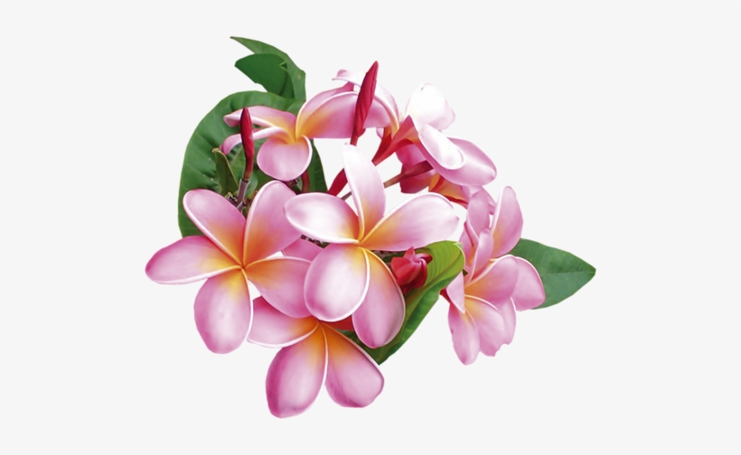 Art Flowers Exotic Flowers India Travel Decoupage W149 Essens Transparent Png 500x424 Free Download On Nicepng